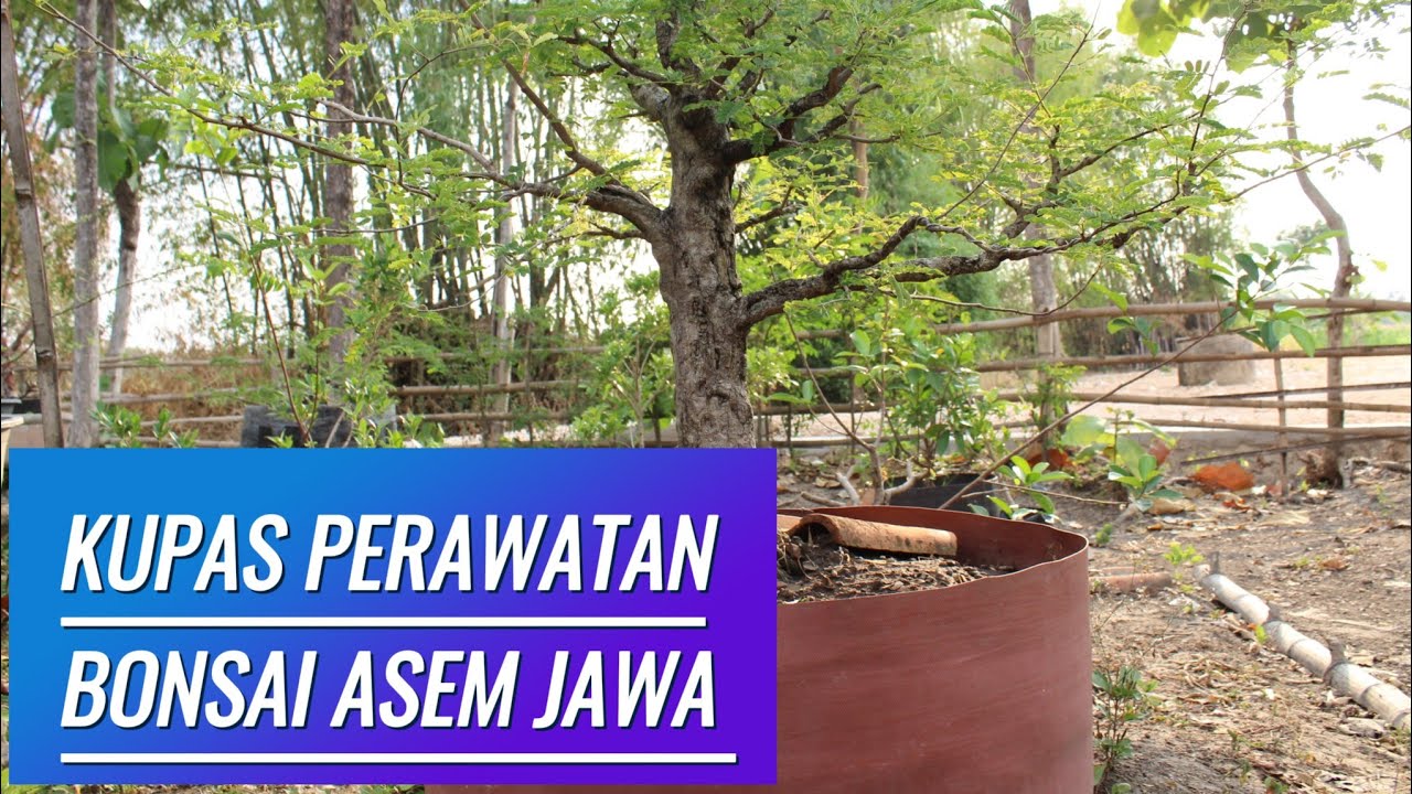 KUPAS PERAWATAN ASEM JAWA 