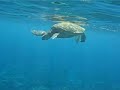 Sea Turtle