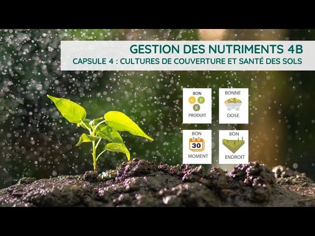 Cultures de couverture et santé des sols