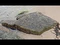 거북이 공룡 돌화석 오도리 해수욕장 Turtle Dinosaur Stone Fossil Odori Beach