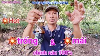Cách Phân Biệt Khướu Khoang Cổ | Họa Mi Đất Trống Và Mái Chính Xác 100% | đam mê độc lạ