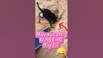 Cười đau bụng với cún cưng đáng yêu #paranormal #funny #pets #animals #petsandghosts @Vunghiavlog