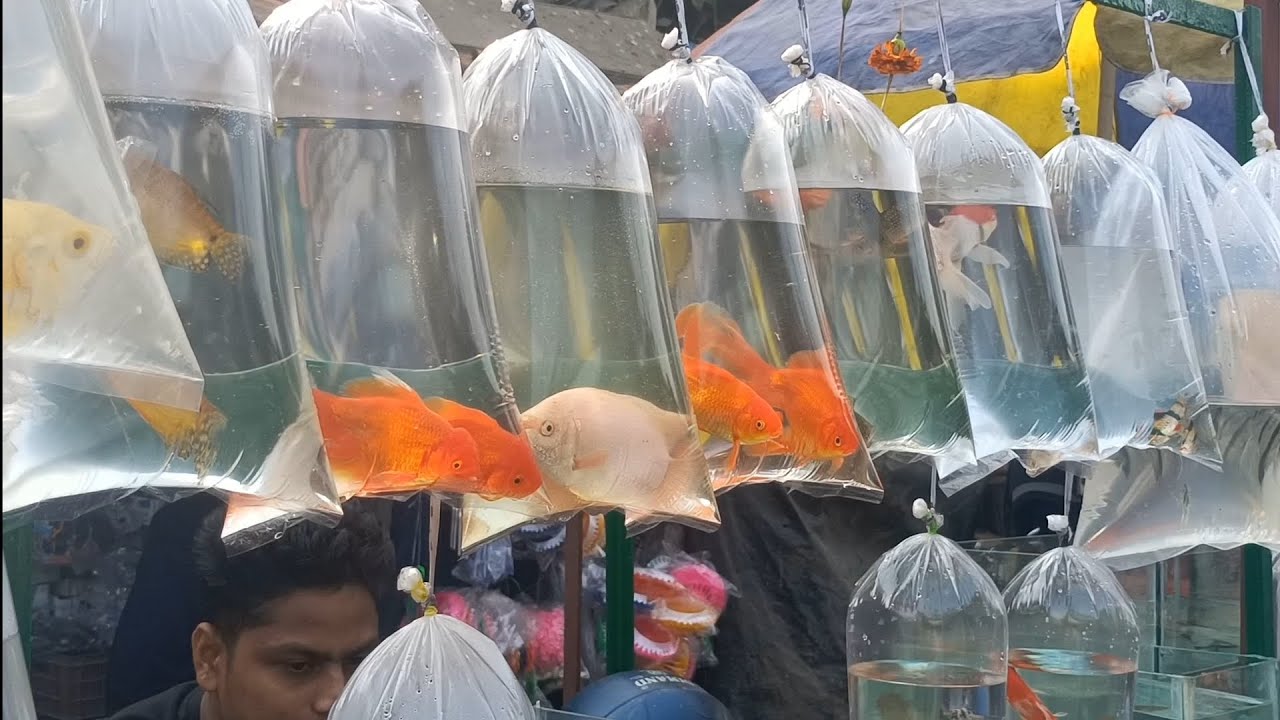 Gallifstreet fish market update India's biggest aquarium fish market