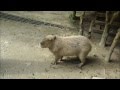 Capybara barks. The sound a capybara makes as a warning. カピバラは吠えます。音はカピバラは警告として作ります。