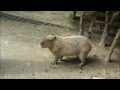 Capybara barks. The sound a capybara makes as a warning.  カピバラは吠えます。音はカピバラは警告として作ります。