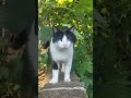cats world #cats #catlovers #london #love #music fyp #june2025 #juneinlondon