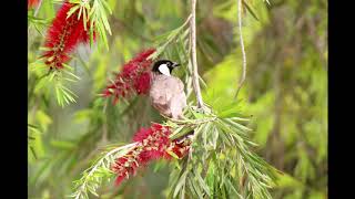 Bulbul