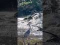 Come see the Heron seeking a spot to fish from… #nationaltrustscotland #heron