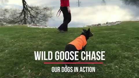 Wild Goose Chase - Our Dogs in Action