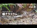 シダのテラリウムでアリを飼う#2【オキナワアギトアリ飼育】