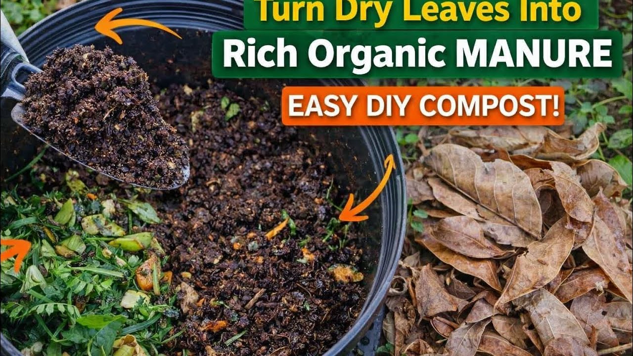 “Turn Dry Leaves Into Rich Organic Manure Easy DIY Compost!” 🌱🍂 - YouTube