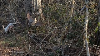 Beccacce, Woodcock ,con i Setter  il giorno di San Valentino,con i cucciolini.