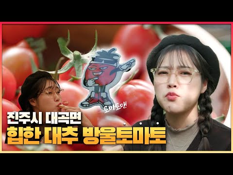 [6시 내고향-창원] 힙한 대추 방울토마토 (KBS 2023.01.12.목요일)