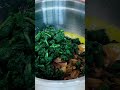 Spinach Feta Bake | Easy Savory Mediterranean Recipe #shorts