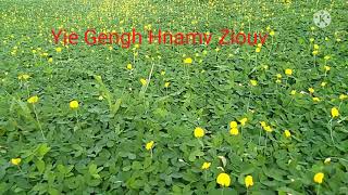 Iu-Mienh Yesu Nzung Mienh Baaux.