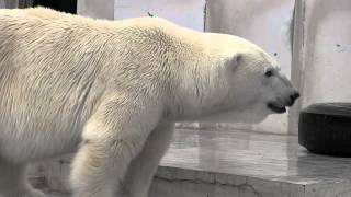 雷の音を聞いたララ~Polar Bear heard the sound of thunder