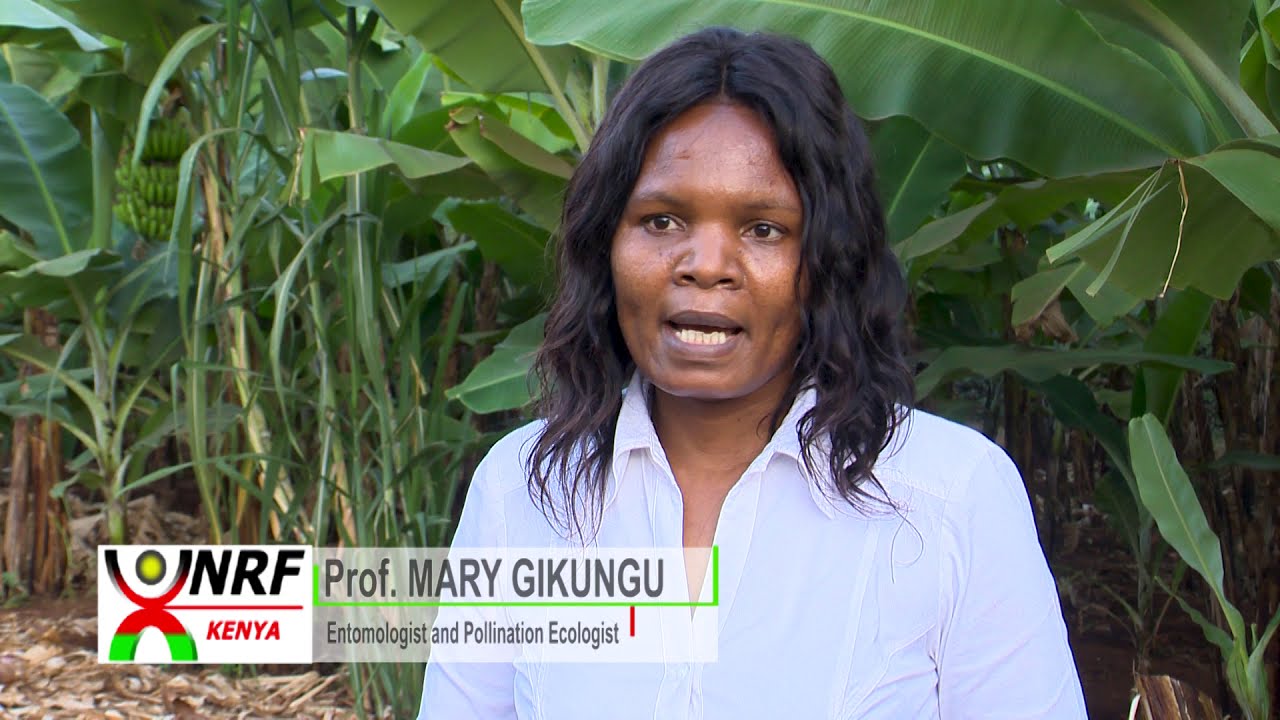 BEE VECTORING TECHNOLOGY FOR FOOD SECURITY