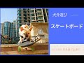 【スケボー犬】障害物を避け、階段を降り、信じられないほど上手なスケボー犬