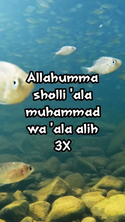 MAU DAPAT IKAN BANYAK BACA DOA INI #doamancing #fishing #shortvideo