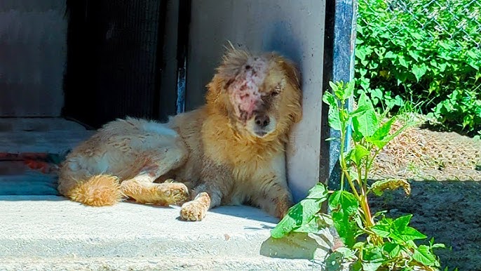 Due to a Dog Fight, the dog with a Large Head Wound was Rescued.