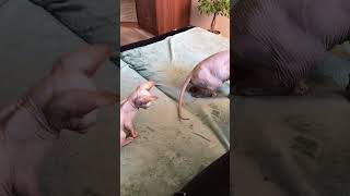 Funny kitten, mother&#39;s tail😂😂💋 #shorts #sphynx #kitten #котики