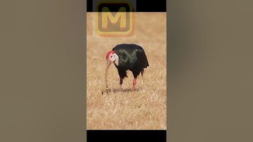 ناصر القطامي سوره الغاشية #ناصر_القطامي