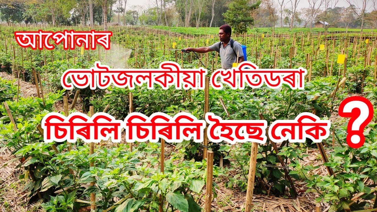 KING CHILLI CULTIVATION YouTube