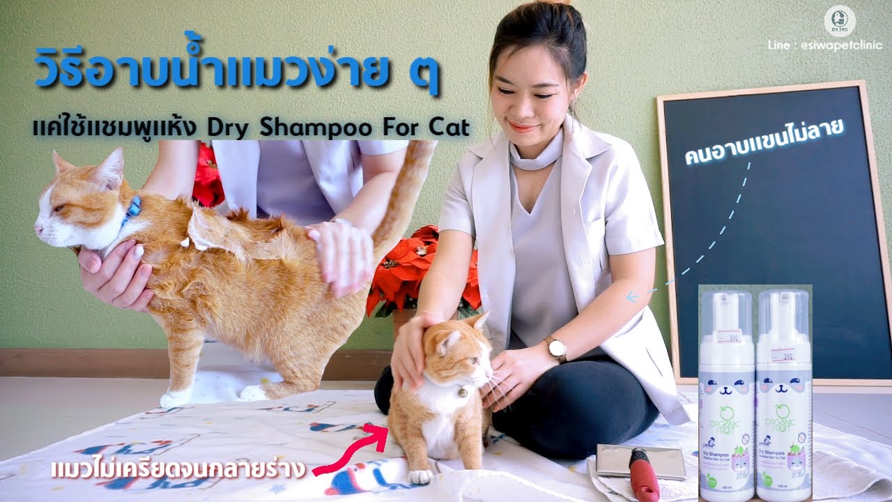 วิธีอาบน้ำแมวง่ายๆ ด้วยแชมพูแห้ง Easy Cat Bathing with Organic Dry Shampoo