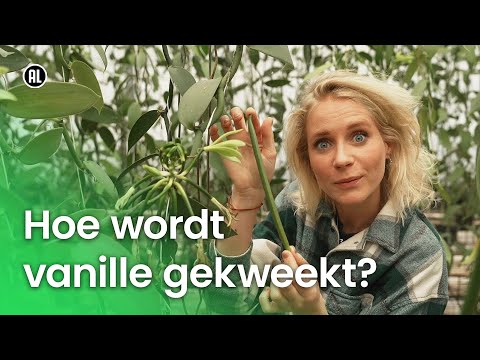 Video: Waar word cannellini-bone gekweek?