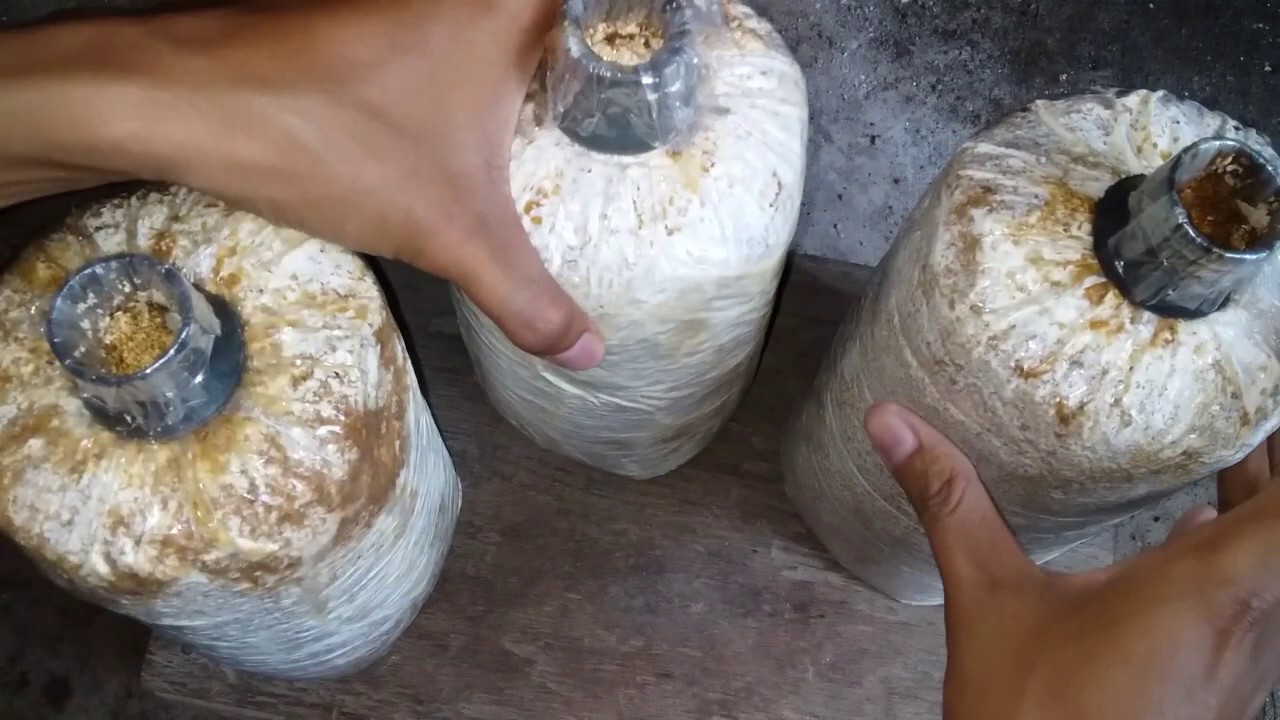 CARA MENGATASI HAMA GUREM DI BAGLOG JAMUR TIRAM 