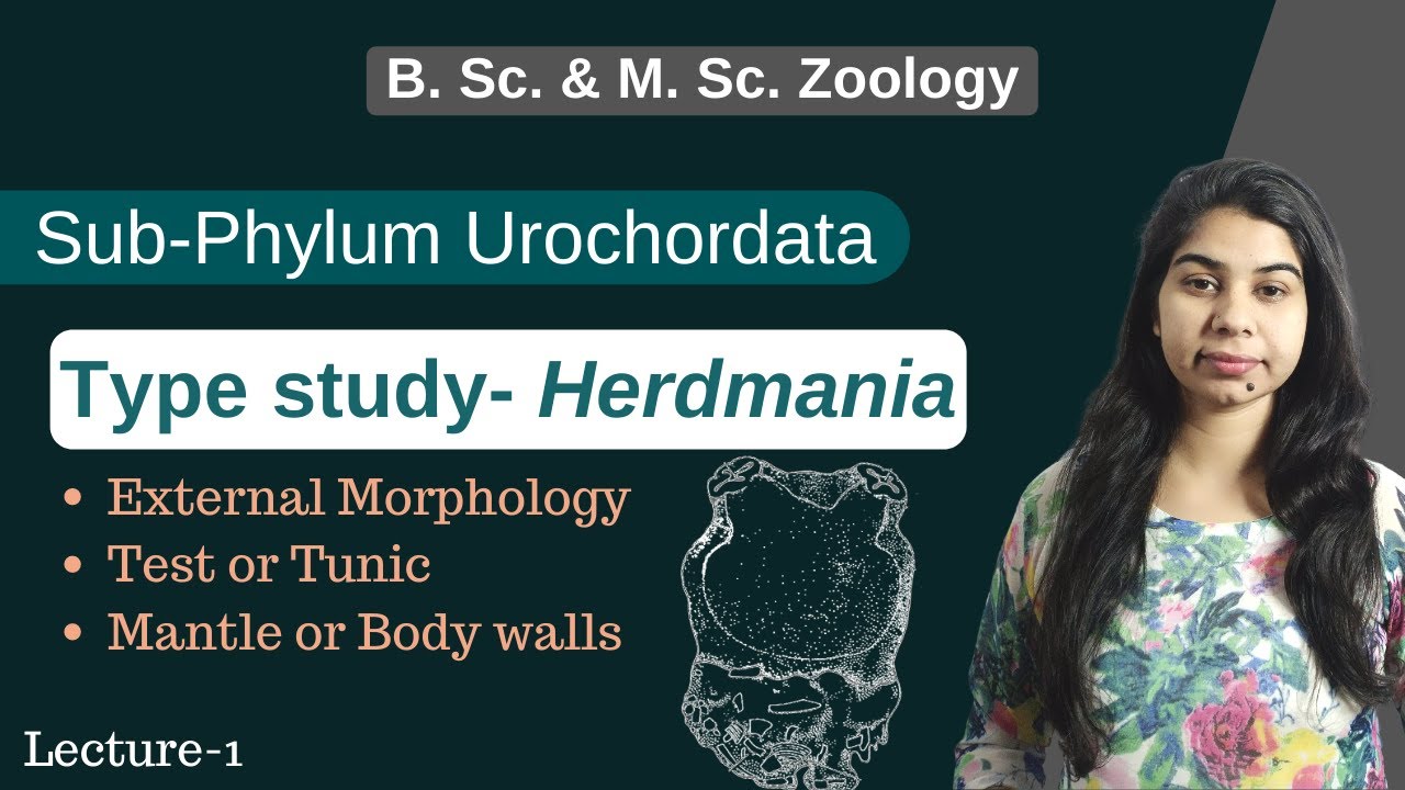 Urochordata Herdmania Part 1 In Hindi B Sc M Sc urochordata-herdmania-part-1-in-hindi-b-sc-m-sc