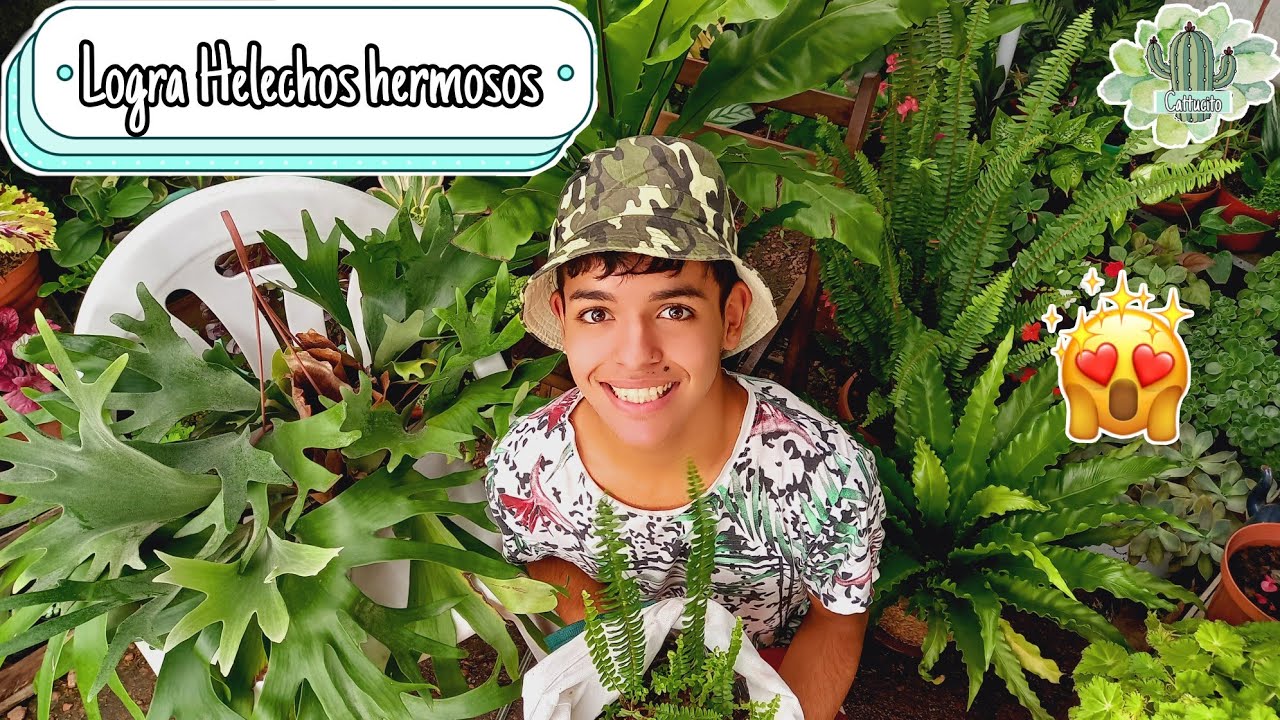 HELECHOS: Cuidados, reproducción, variedades CUIDADOS DE HELECHOS  | Cattu!