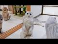 It’s adorable how the kitten eagerly plays with guests when they come over.