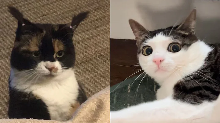 Try Not To Laugh 🤣 New Funny Cats Video 😹 - Tuxedo Cat Part 52