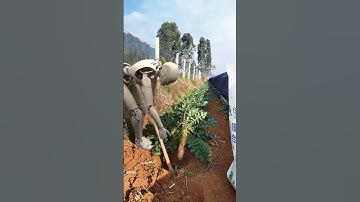 The speed of the robot digging radishes is not as fast as that of humans  Robots in rural China