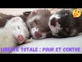 Furet en libert totale  pour et contre  les furets malins