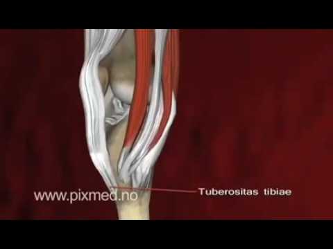 Видео: Свързващи тъкани за коляното Анатомия, функция и диаграма - Карти на тялото