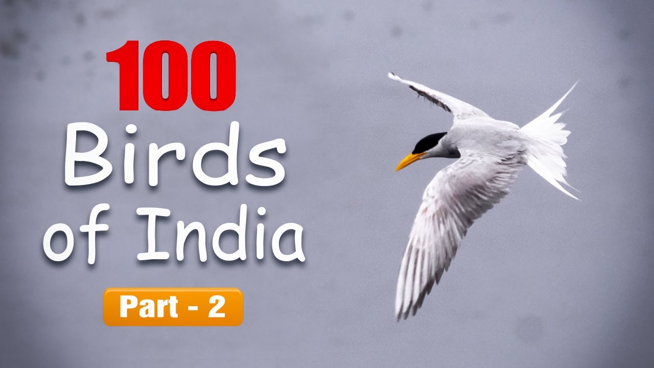 100 birds of India - Part 2 - Learn names and facts about different
