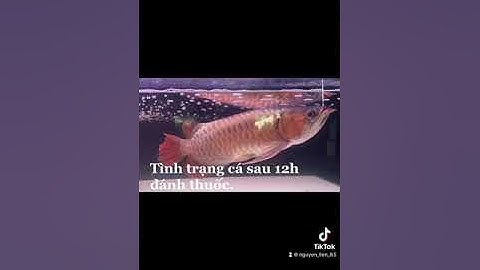 Huyết long bị nổi lưng và cách trị bệnh cho cá.