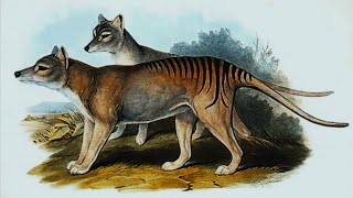 What Happened to Them? 😭 13 Fascinating Extinct Animal Species:#animals