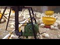 Pemanas Ayam Broiler menggunakan Kompor Oli Bekas trial#3