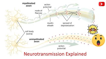 Introduction to Neurotransmission (2 Minutes Microlearning)