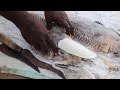 Big squid octopus fish clean and cook  kadal tv