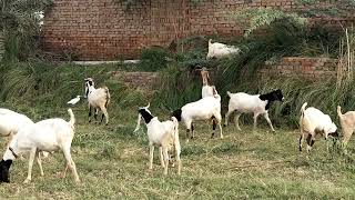 bakri video