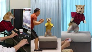 Super smart, a dog who can play video games❤Surprised dog reaction #49