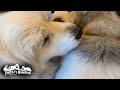 朝のお父さんのお迎えで朝から大渋滞するアランとベルとリリーです Great Pyrenees グレートピレニーズ