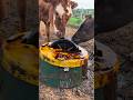 The "Motor Oil" Cows Actually Love