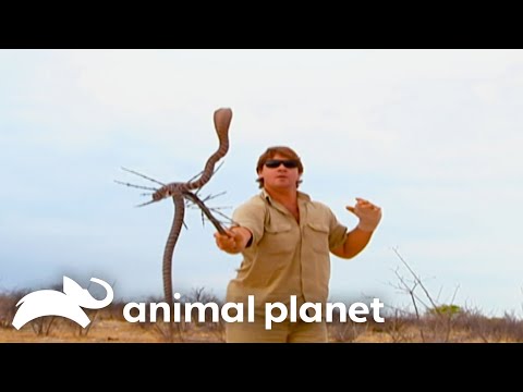 Steve Irwin Becomes Target for Predators in Africa | Crocodile Hunter | Animal Planet