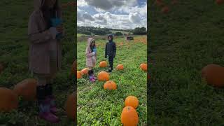 Pop Up Pumpkin Farm !