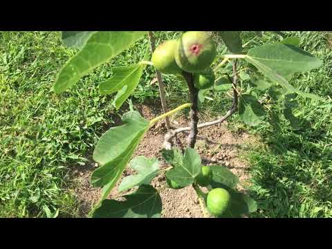 Video: Traditionelle Agrarökosysteme Als Konservatorien Und Inkubatoren Der Sortenvielfalt Von Kulturpflanzen: Der Fall Der Feige (Ficus Carica L.) In Marokko